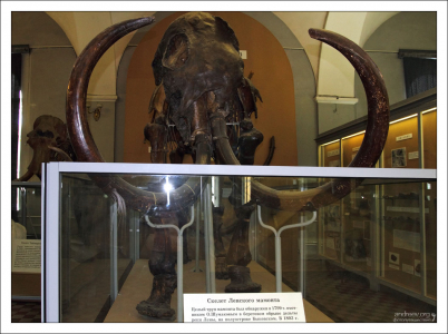 Скелет мамонта, найденный на берегу реки Лены в 1799 году. Зоологический музей.