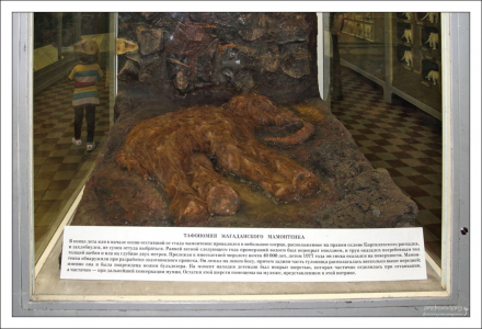 Остатки настоящей шерсти на муляже Магаданского мамонтенка. Зоологический музей.