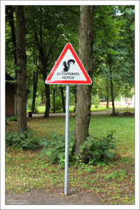 Белки - опасные животные. Елагин остров.