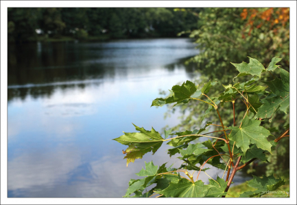 Клёны по берегам Северного пруда. Елагин остров.