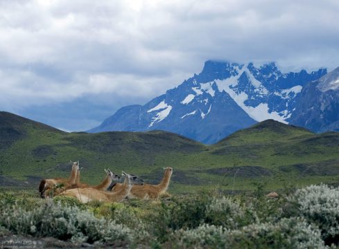 Небольшая группа пасущихся гуанако.