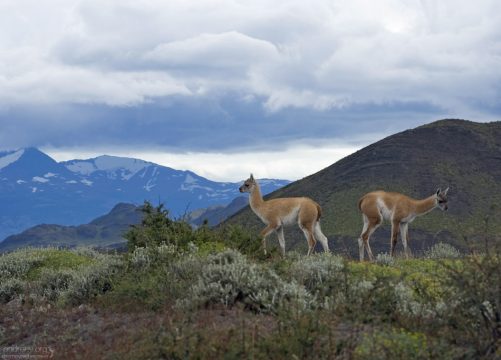 Подросшие детеныши гуанако.