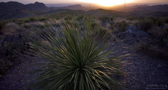 Куст сотола на гребне обрыва.
