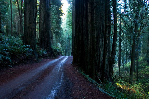 10-мильная дорога через Redwoods state park.