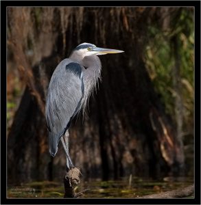Большая голубая цапля (Ardea herodias) распушилась для согрева.