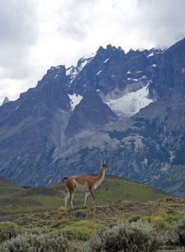 Гуанако позирует на фоне гор. Животные способны развивать скорость до 56 км/ч.