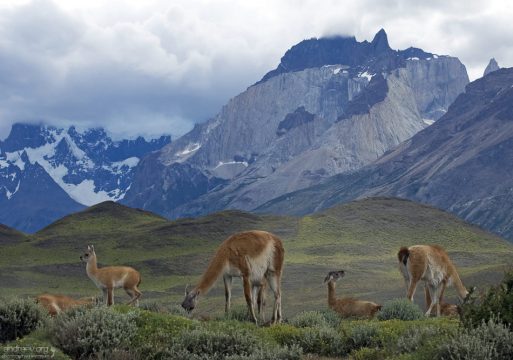 В настоящее время гуанако исчезли из сухих степей и саванн Аргентины и Южной Патагонии, сохранившись теперь только на труднодоступных высокогорьях.