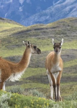 Мама-гуанако с малышом.