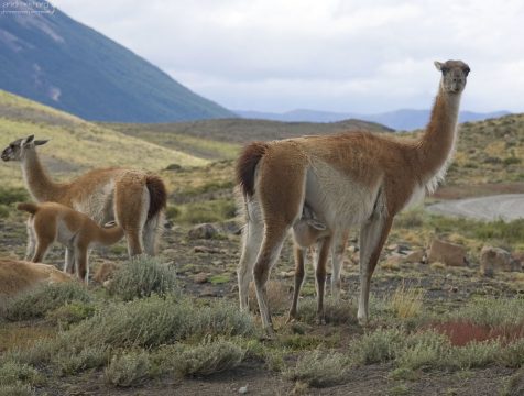 Кормящие матери.