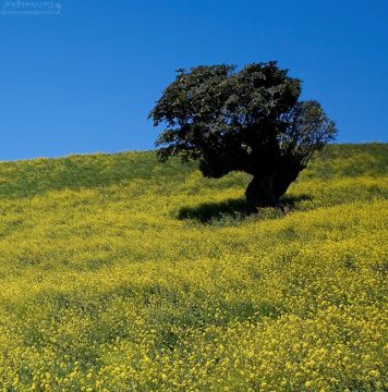 Желтое поле и хозяин.
