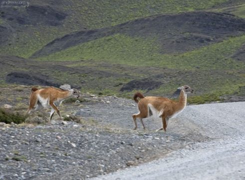 Самцы гуанако гоняются друг за другом и плюются.