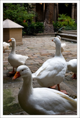 Белые гуси, постоянно живущие на территории Собора Святого Креста и Святой Евлалии.