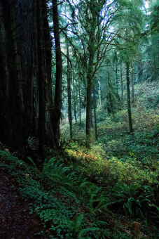 Старый лес в Jedediah Smith Redwoods State Park.