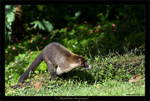 “… А потом он прыгнул”. Самец носухи во время охоты на грызунов.