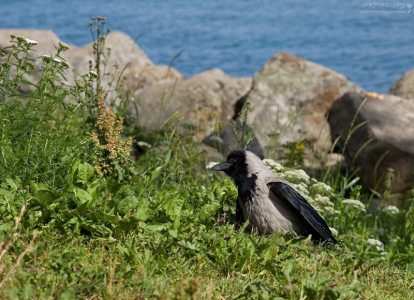 Подросший птенец вороны на набережной в Нижнем парке Петергофа.