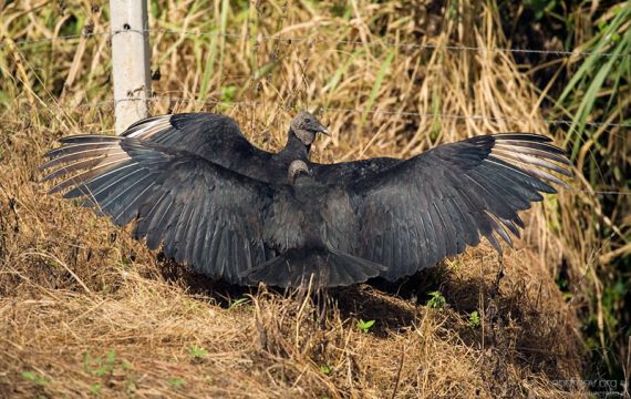 Черные грифы прогревают перья в первых солнечных лучах.