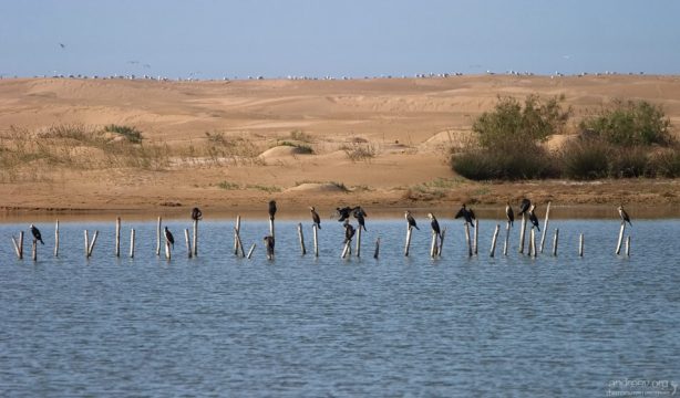 Бакланы и чайки на дюнах в национальном парке Sous-Massa.