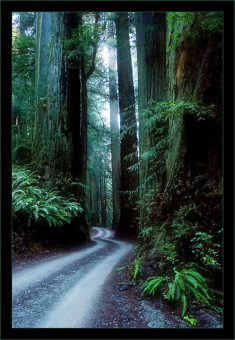 Stout Grove в парке Redwoods state park.