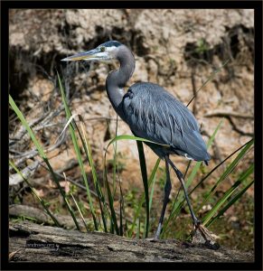 Большая голубая цапля разгуливает по берегу.