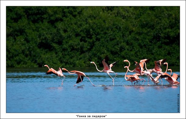 Группа фламинго перед взлетом.