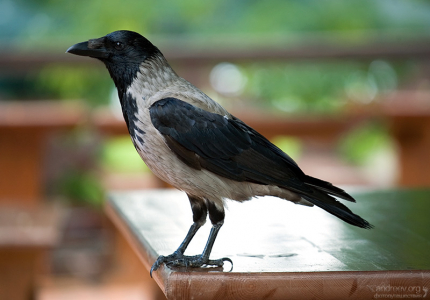 Когтистая ворона на столике в кафе в Нижнем парке Петергофа.