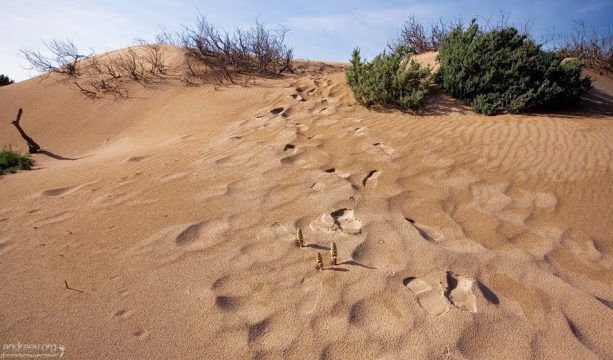Следы на дюнах.