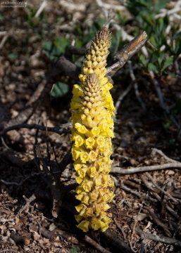 Свечки цветов на дюнах. Национальный парк Сус-Масса.