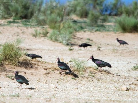 Редчайшие птицы - Лесные ибисы (Northern Bald Ibis). В мире насчитывается не более 100 пар.