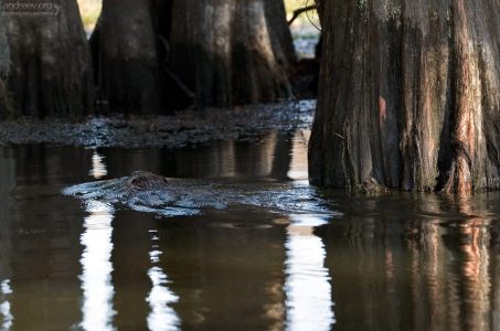 Выдра пытается скрыться среди кипарисов.