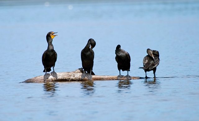 До-ре-ми-фа.... Бакланы на распевке.