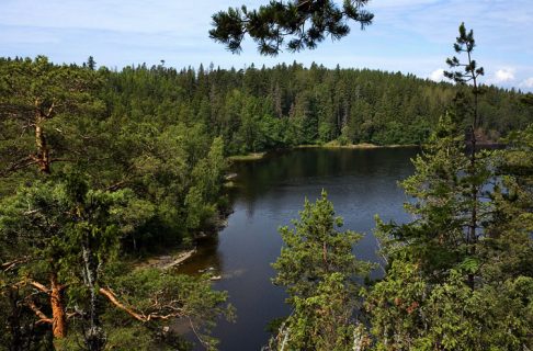 Малая Никоновская бухта и сосновые леса.