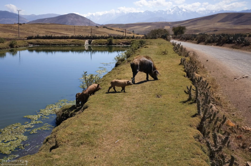 Хавронья с семейством в придорожном пруду.