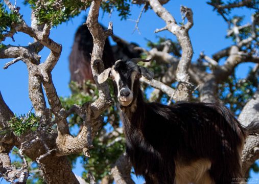 Козы прыгали по ветвям арганий аки белки.