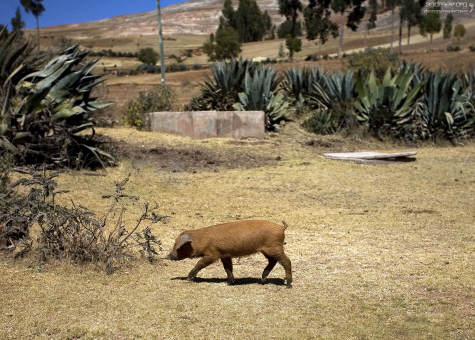 Чистенький поросенок.