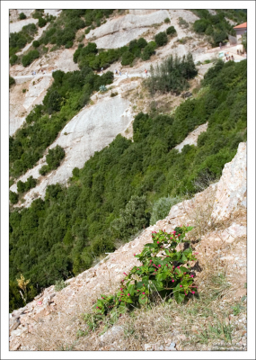 В парке насчитывается более 1000 видов растений.