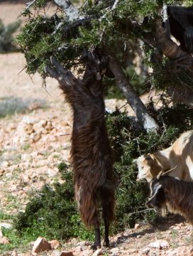 Молодой козлёнок тянется к веткам колючей аргании.