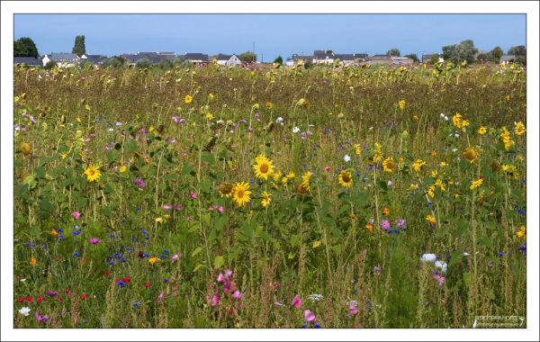 Заросли полевых цветов недалеко от Mont St. Michel.