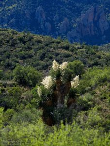 Цветущая гигантская юкка недалеко от кемпинга.