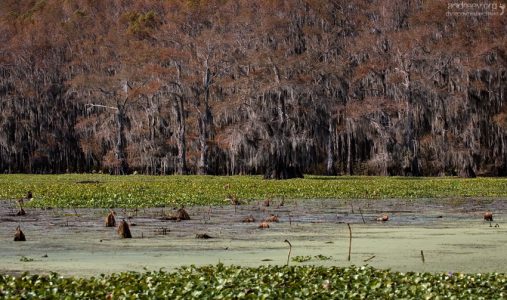 Болотистая часть озера Каддо.
