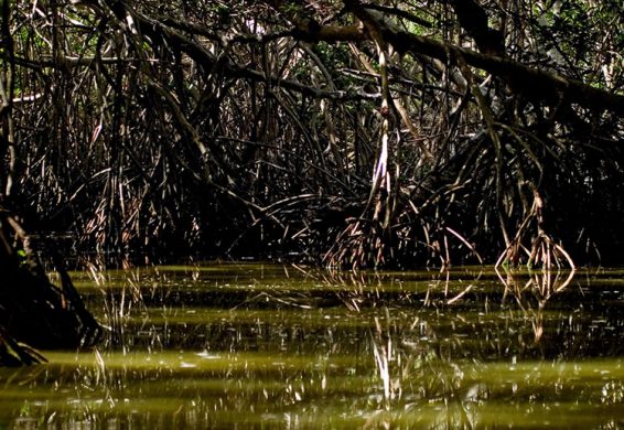 Мангровые заросли.