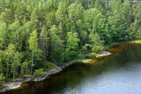 Березовый лес на берегу Малой Никоновской бухты.