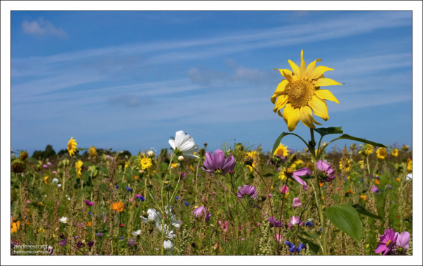 Сторожевой подсолнух на границе между провинциями Нормандия и Бретань.