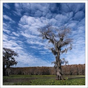 Кипарисы, обвешанные испанским мхом - доминирующие растения на озере Каддо.