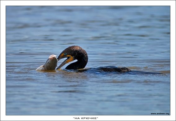 Молодой сомик попался на крючок баклану.