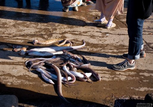 Свежий улов.