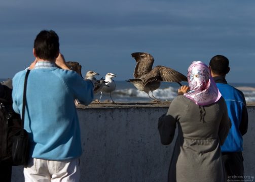 Туристы фотографируют чаек на набережной.