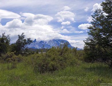 Заросли клевера по берегам реки Grey.