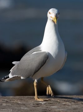 Мега-чайка-мутант.