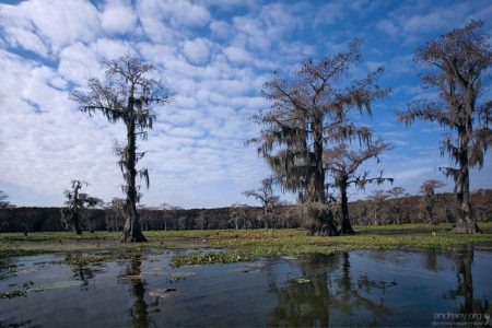 Самый главный враг кипарисов - испанский мох (вот эти серые клочья, что свисают с веток).