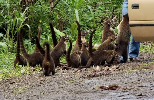 Обнаглевшие мамаши-носухи выпрашивают еду на обочине дороги. Делают это весьма виртуозно.